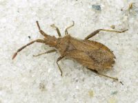 Coreidae