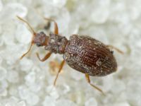 Stephostethus angusticollis
