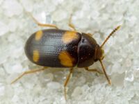 Mycetophagus quadripustulatus