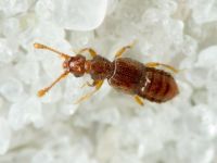 Euplectus nanus/kirbyi