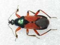 Prostemma aeneicolle