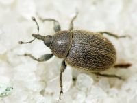 Rhinusa tetra