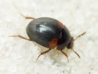 Anisotoma humeralis