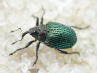 Ceutorhynchus erysimi