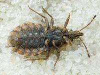 Aradus betulae