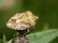 Carpocoris purpureipennis