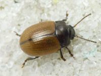 Chrysolina reitteri
