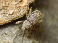 Acalles (Acalles) echinatus