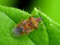 Kleidocerys resedae
