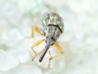 Taeniapion urticarium