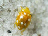 Vibidia duodecimguttata