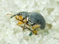 Eutrichapion viciae
