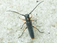 Cerambycidae