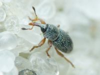 Tychius