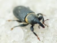 Mecinus collaris