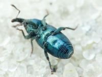 Aulacobaris picicornis