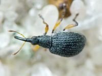 Eutrichapion viciae