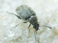 Bruchidius pusillus