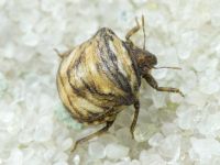 Vilpianus galii