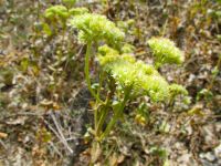 Hylotelephium ruprechtii