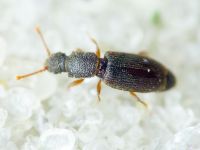 Monotoma brevicollis
