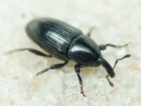 Melanobaris laticollis