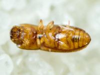 Anommatus