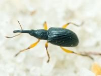 Apioninae