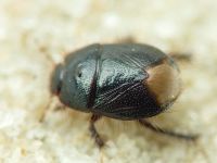 Byrsinus flavicornis