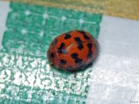 Subcoccinella vigintiquatuorpunctata