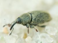 Sibinia (Sibinia) subelliptica