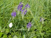 Salvia nutans