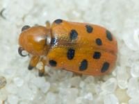 Crioceris duodecimpunctata