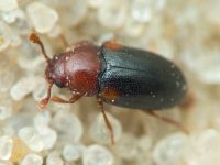 Dacne bipustulata