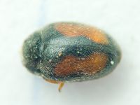 Nephus redtenbacheri