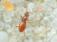 Scydmaenus hellwigii