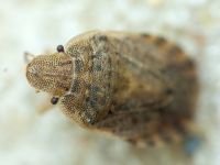 Sciocoris macrocephalus