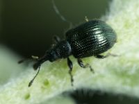 Rhynchitinae