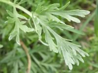 Artemisia absinthium