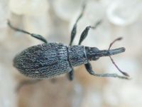 Apioninae