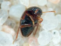 Leiodidae