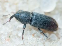 Mecinus pyraster