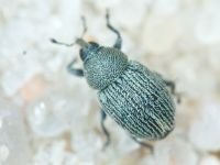 Cleopomiarus