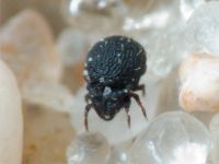 Arachnida