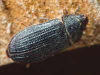 Grynocharis oblonga