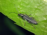 Oedemera lurida