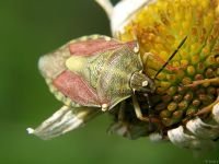 Carpocoris purpureipennis