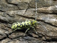 Saperda scalaris