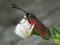 Zygaena loti