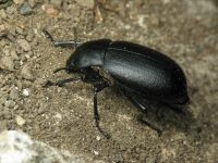 Blaps lethifera